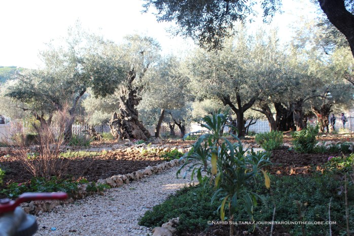 2000 years old olive trees in Garden of Gethsemane where Jesus prayed right before he was captured by the Romans