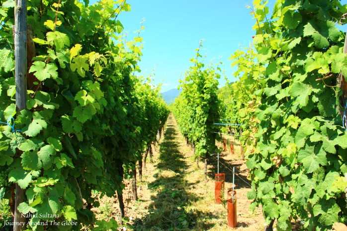 Vineyards in Alsace, France