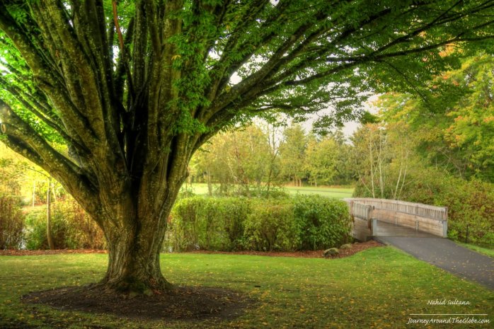 Famous tree of Commonwealth Lake Park in Oregon