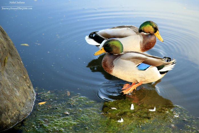 Mallard ducks in Commonwealth Lake Park in Oregon