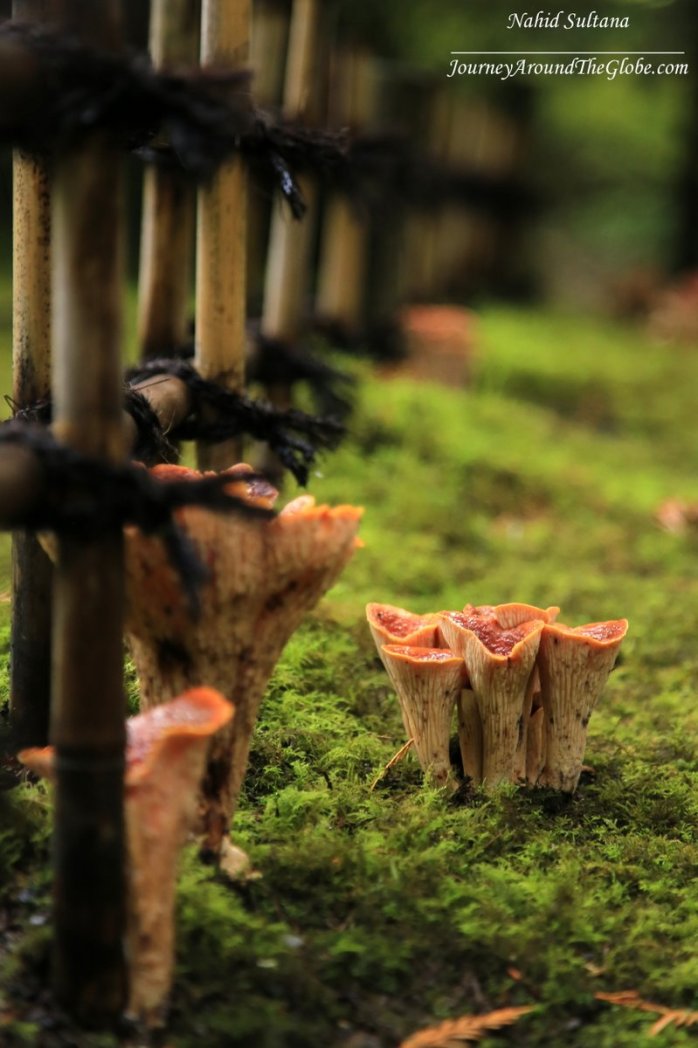 Mushrooms on the ground of Portland Japanese Garden in Oregon