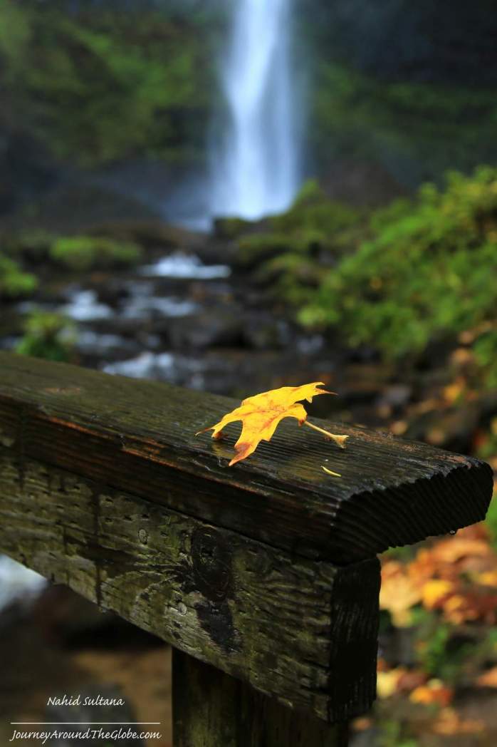 A magical fall morning in Latourell Falls in Oregon
