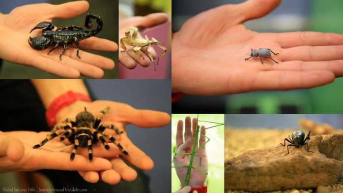 Some bugs we saw Victoria Bug Zoo in Victoria, Canada