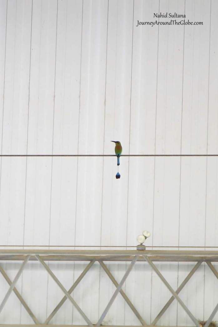 El Salvador's national bird, Torogoz...luckily spotted it in Joya de Ceren, El Salvador