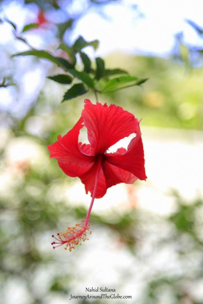 Saw a hibiscus flower while walking around the Archeological Park of Joya de Ceren, El Salvador