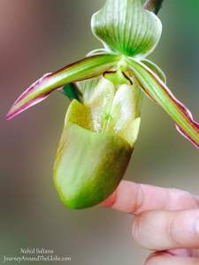 A rare orchid, called 