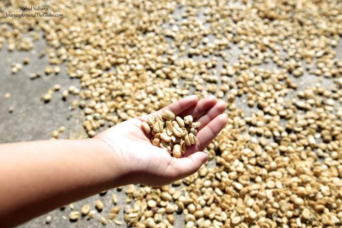 Coffee beans drying outside in DOKO Coffee Plantation in Costa Rica