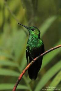 Humming bird sanctuary in La Paz Waterfalls Garden in Costa Rica