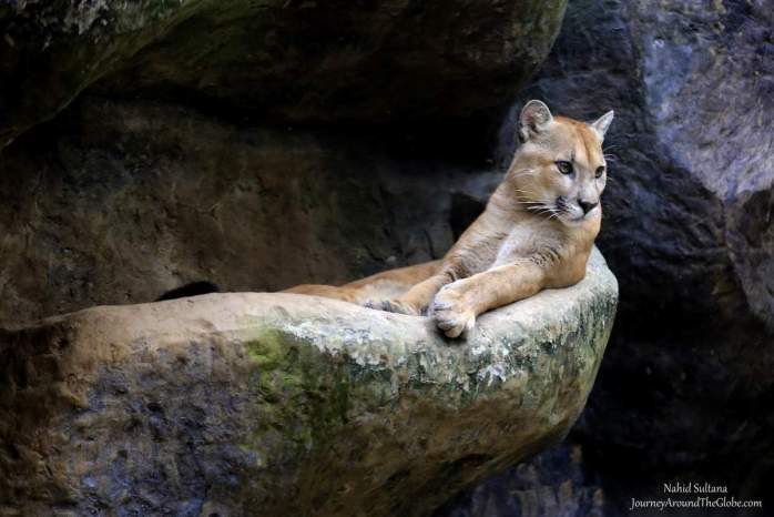 A big cat in La Paz Waterfalls Garden in Costa Rica
