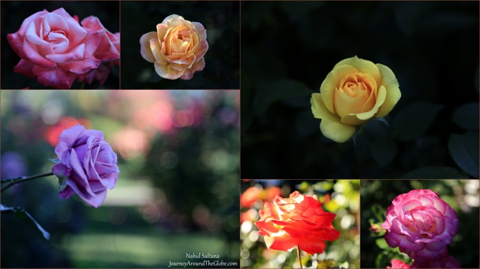 Roses, roses, and more roses at the International Rose Test Garden in Portland, Oregon 