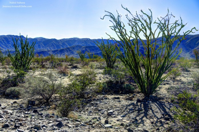 Ocatillo Patch in Joshua Tree National Park, California