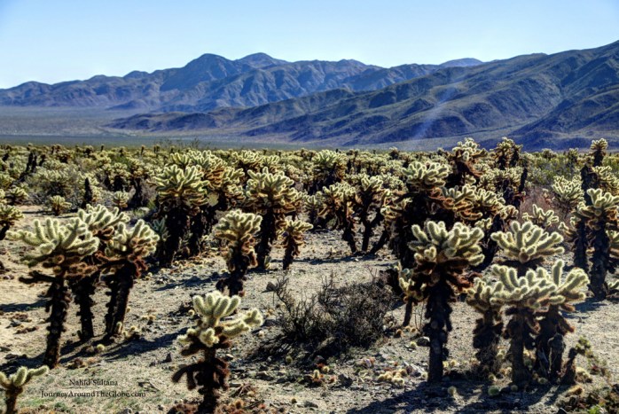 Cholla Cactus Garden in Joshua Tree National Park, California
