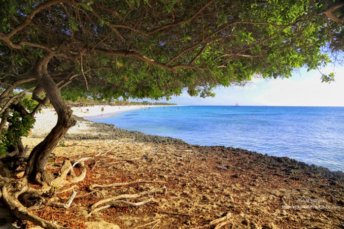 Under a Divi tree Eagle Beach in Aruba
