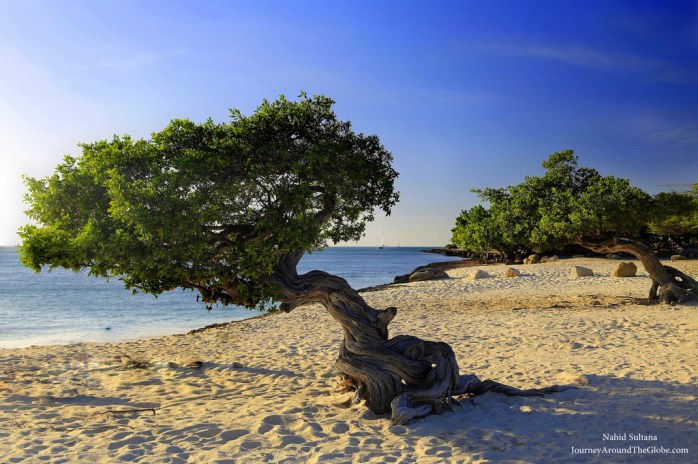 The famous Divi tree pair in Eagle Beach in Aruba